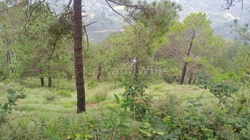 ₹55 Lac | 26 bigha agriculture land for sale in shoghi shimla