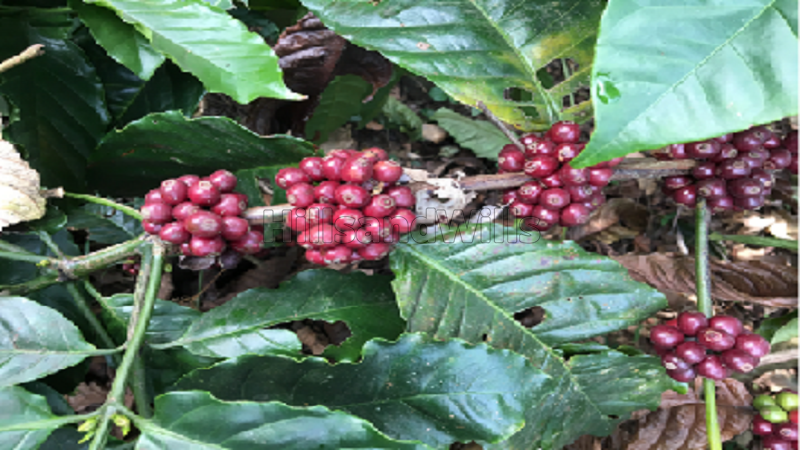 ₹8.40 Cr | 30 acres coffee estate for sale  in madikeri taluk coorg