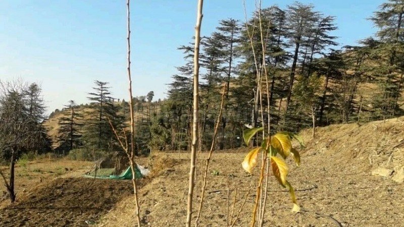 ₹7.50 Lac&nbsp;|&nbsp;10 bigha agriculture land for lease  in mashobra shimla