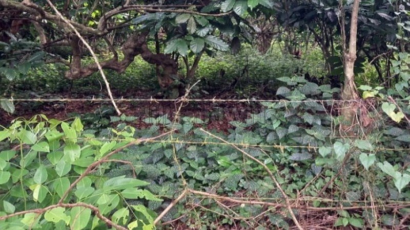 ₹32.30 Cr | 85 acres coffee estate for sale  in wayanad