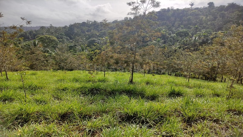 ₹31 Lac | 50 cents Residential Plot For Sale in Mananthavady Wayanad