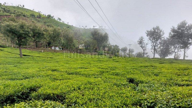 ₹250 Cr | 570 acres tea estate for sale  in coonoor