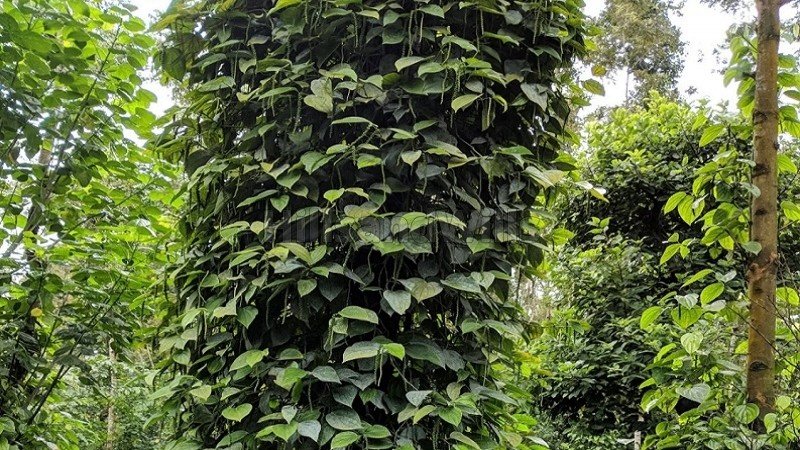 ₹20 Cr | 25 acres coffee estate for sale  in sakleshpur near chikmagalur