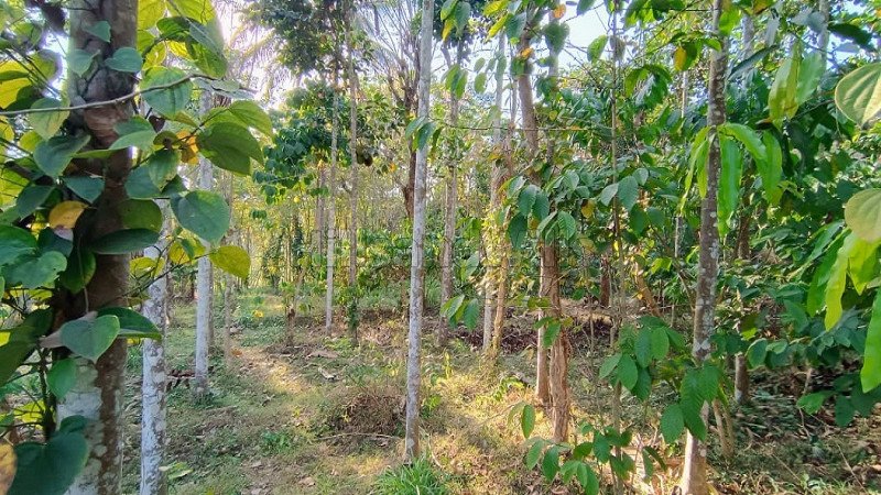 ₹70 Lac | 25 cents commerical land for sale  in pulpally wayanad