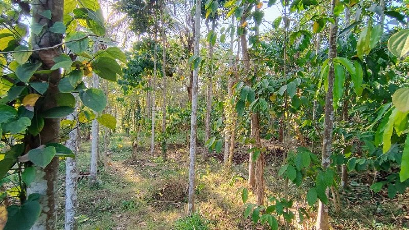 ₹70 Lac | 25 cents commercial land  for sale in pulpally wayanad