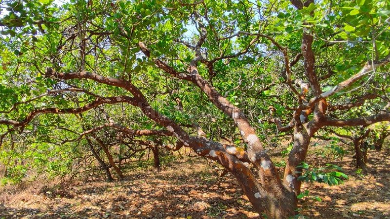 ₹1.20 Cr | 6 acres residential plot for sale  in vimalanagar mananthavady wayanad