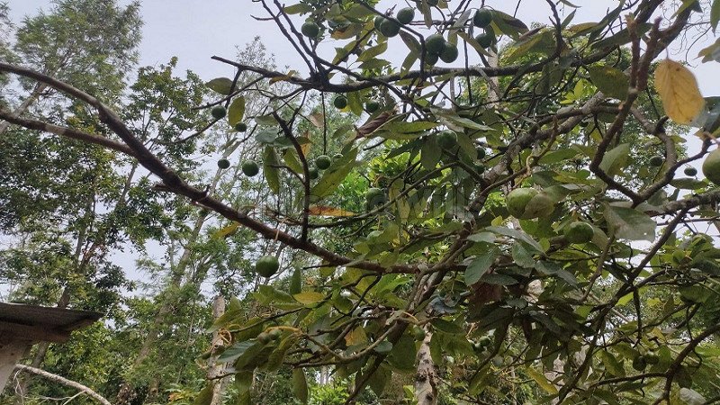 ₹2.30 Cr | 11.5 acres agriculture land for sale  in thandigudi kodaikanal