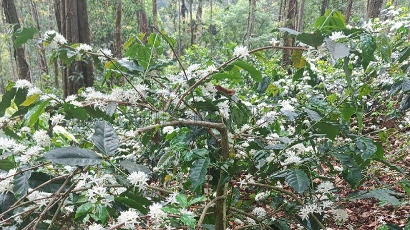 ₹56 Lac | 2.22 acres  coffee land for sale  in koothi coorg