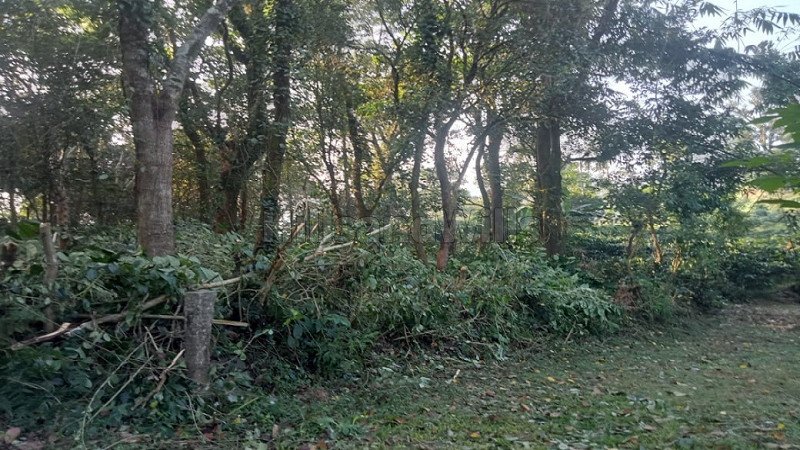 ₹68 Lac | 1.65 acres coffee estate for sale  in bhagamandala coorg