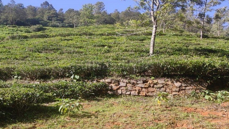 ₹1.60 Cr | 1 acres tea estate for sale  in kettikambai kotagiri