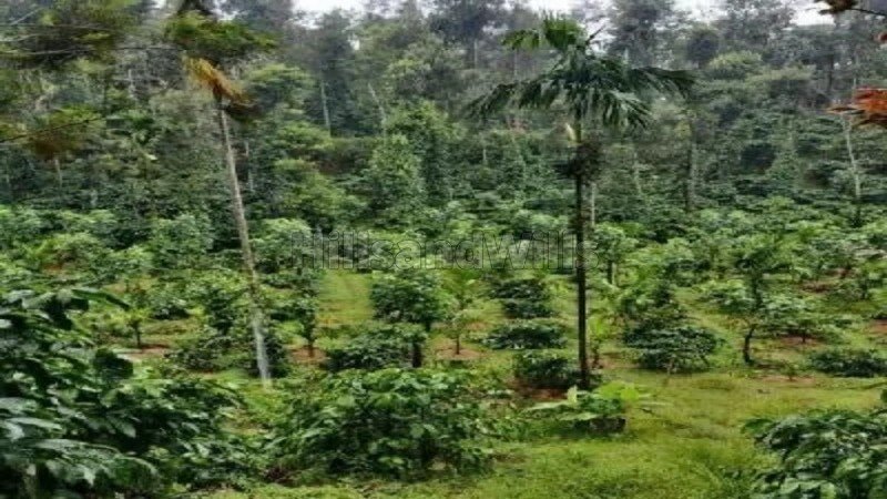 ₹4 Cr | 5 acres coffee estate for sale  near dubare elephant camp coorg