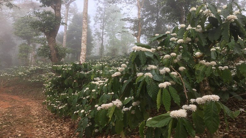 ₹4.40 Cr | 14.5 acres coffee estate with bungalow for sale  in madikeri coorg