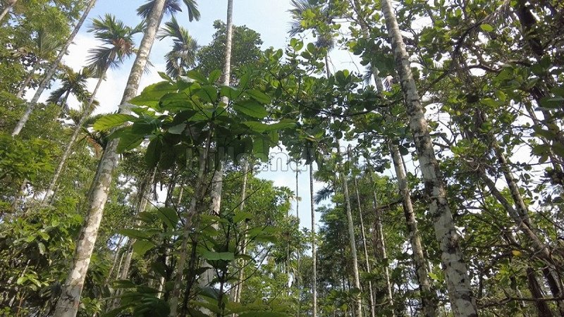 ₹56 Lac | 80 cents residential plot for sale  in pulpally wayanad