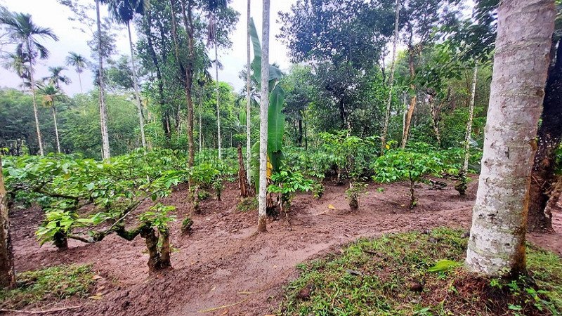 ₹55.30 Lac | 158 cents residential plot for sale  in bathery wayanad