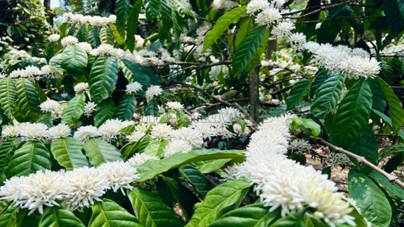 ₹20 Cr | 25 acres coffee estate for sale  in sakleshpur near chikmagalur