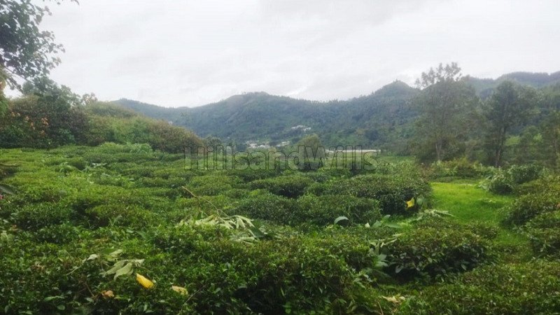 ₹53 Lac | 53 cents tea estate for sale  in kannerimukku, kotagiri