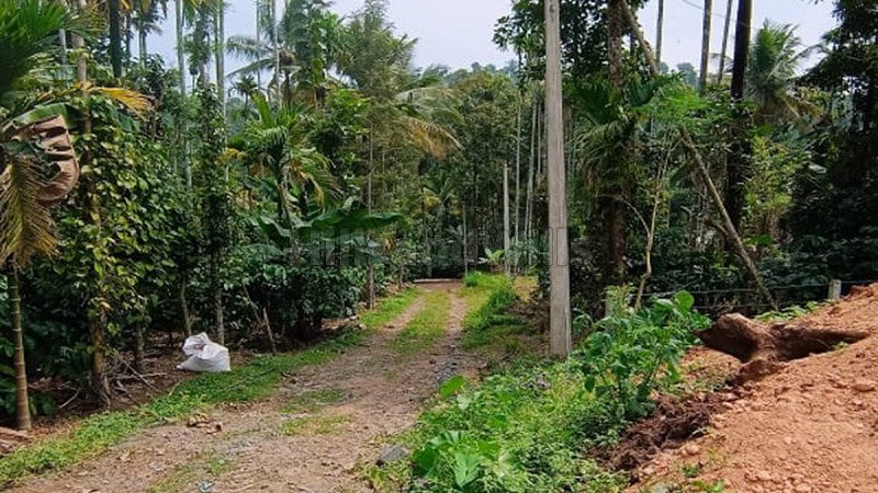 ₹30.23 Lac | 155 cents residential plot for sale  in pulpally wayanad