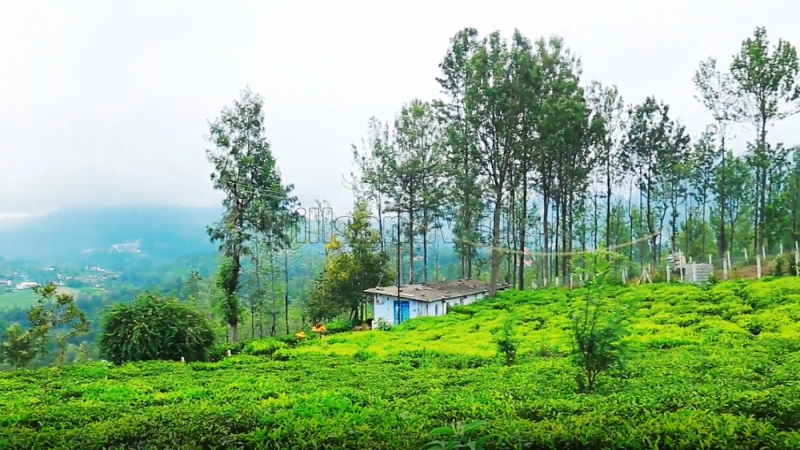 ₹42 Lac | 40 cents Agriculture Land For Sale in near Ketti Palada Ooty