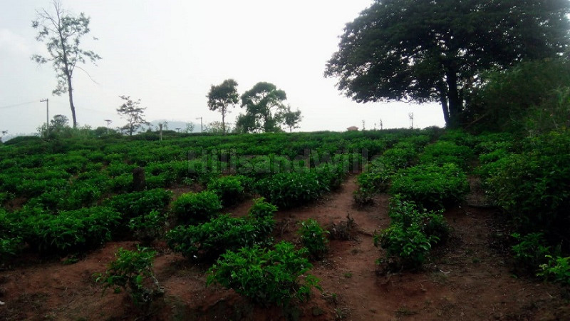₹1.25 Cr | 50 cents agriculture land for sale in coonoor