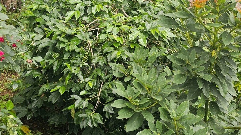 ₹7.26 Cr | 22 acres agriculture land for sale  in vadakavunji kodaikanal
