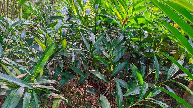 ₹20 Cr | 65 acres agriculture land for sale  in kattappana idukki