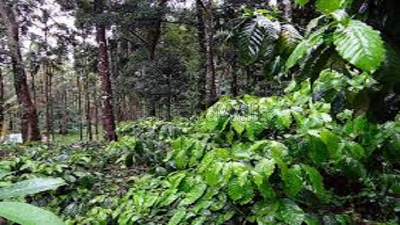 ₹45 Lac | 1.60 acres agriculture land for sale in bhagamandala coorg