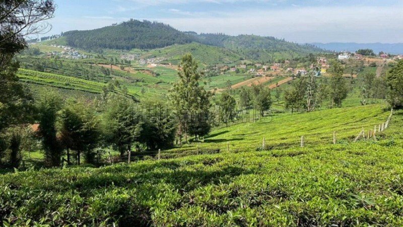 ₹55 Lac | 22 cents agriculture land for sale in balacola ooty