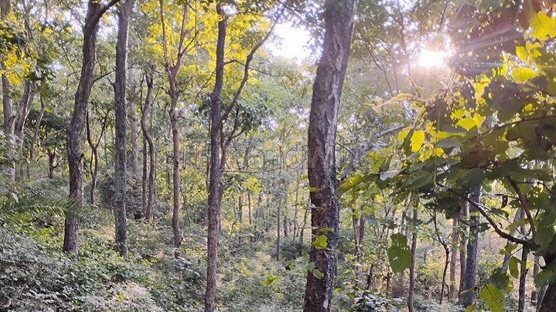 ₹70 Lac | 12 bigha agriculture land for sale in kasauli hills solan