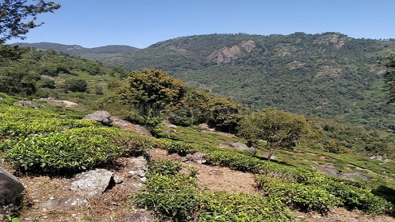 ₹24 Cr | 80 acres agriculture land for sale in kotagiri