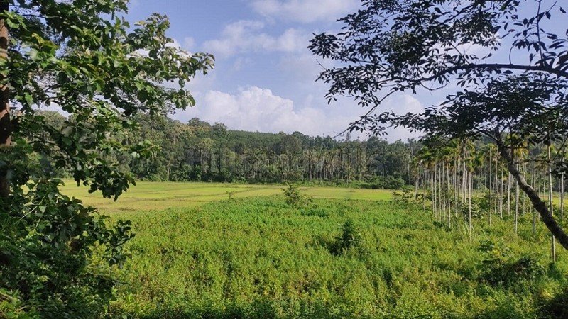 ₹97 Lac&nbsp;|&nbsp;275 cents agriculture land for sale  in nadavayal wayanad