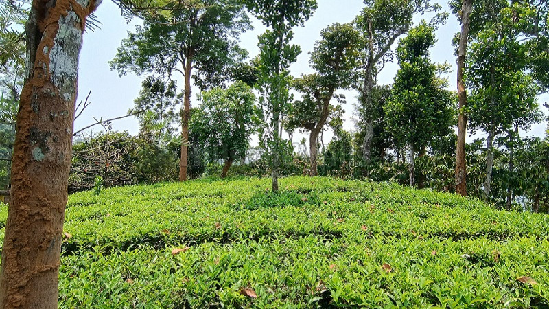 ₹60 Lac | 1 acres tea estate for sale in meenmutty wayanad