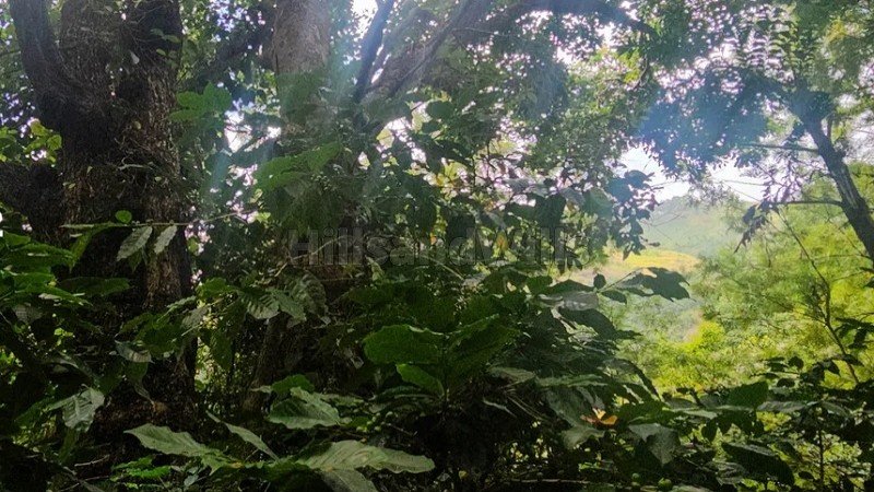 ₹1.90 Cr | 9.5 acres land with private waterfalls for sale in kodaikanal