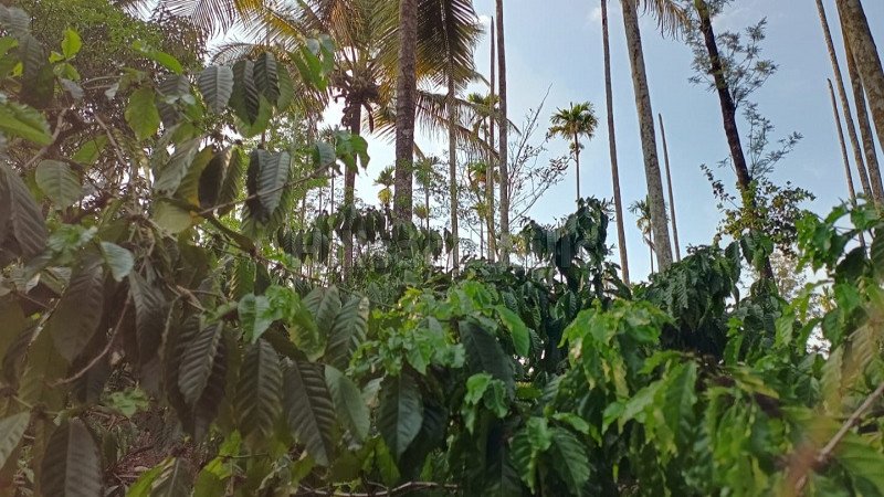 ₹35 Lac | 1 acres residential plot for sale  in bathery wayanad
