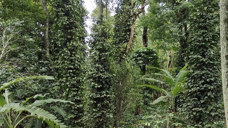 ₹80 Lac | 2 acres  coffee & pepper estate for sale  near thandikudi kodaikanal