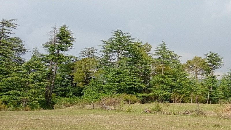 ₹15 Cr | 23 bigha commerical land for sale  in shimla