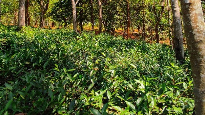 ₹1.20 Cr | 6 acres residential plot for sale  in vimalanagar mananthavady wayanad