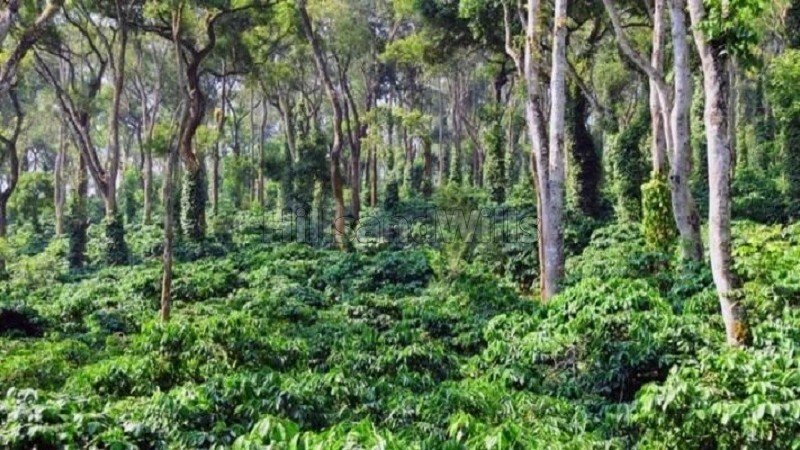 ₹4 Cr | 5 acres coffee estate for sale  near dubare elephant camp coorg
