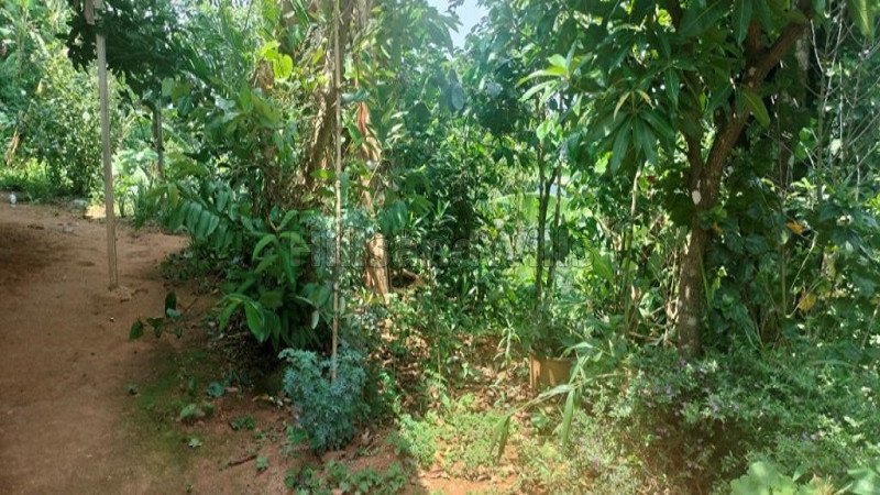 ₹45 Lac | 20 cents residential plot for sale  in mekkeri coorg