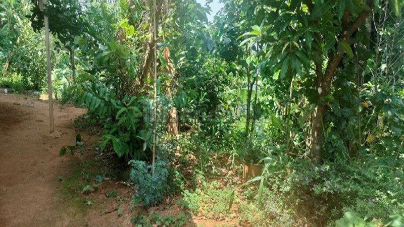 ₹45 Lac | 20 cents residential plot for sale in mekkeri coorg