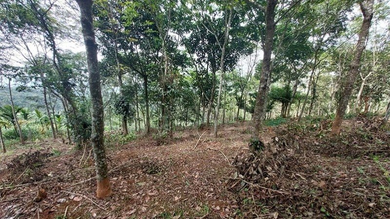 ₹40 Lac | 1 acres rubber estate for sale in mananthavady wayanad