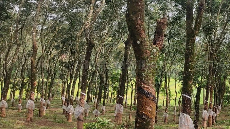 ₹97 Lac&nbsp;|&nbsp;275 cents agriculture land for sale  in nadavayal wayanad