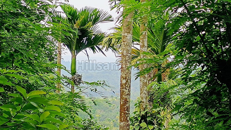 ₹44 Lac | 2 acres residential plot for sale in pulpally wayanad