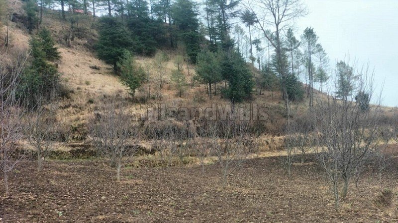 ₹20 Cr | 38 acres  apple orchard for sale  in theog shimla