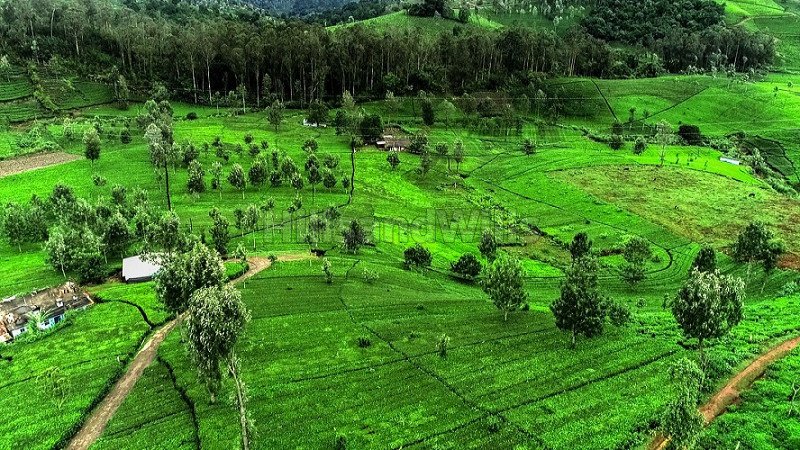 ₹60 Lac | 30 cents tea estate for sale in padiyarajan memorial park kotagiri