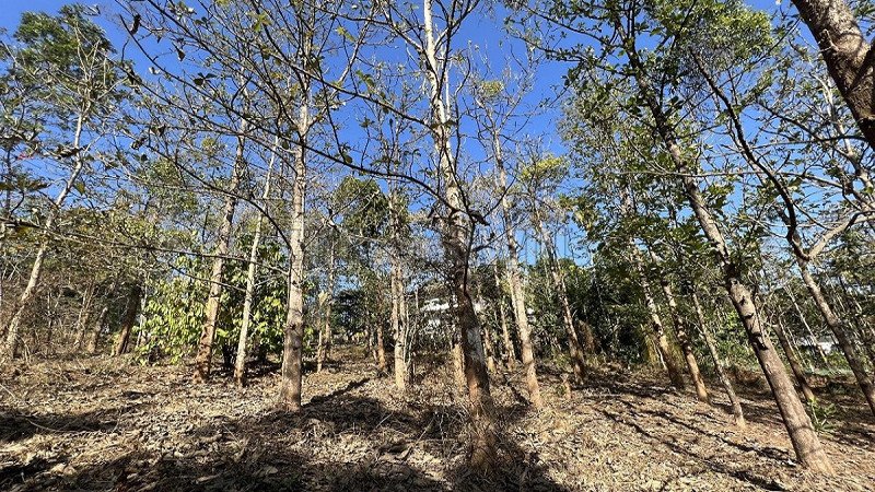 ₹1.57 Cr | 63 cents commerical land for sale  in kenichira wayanad