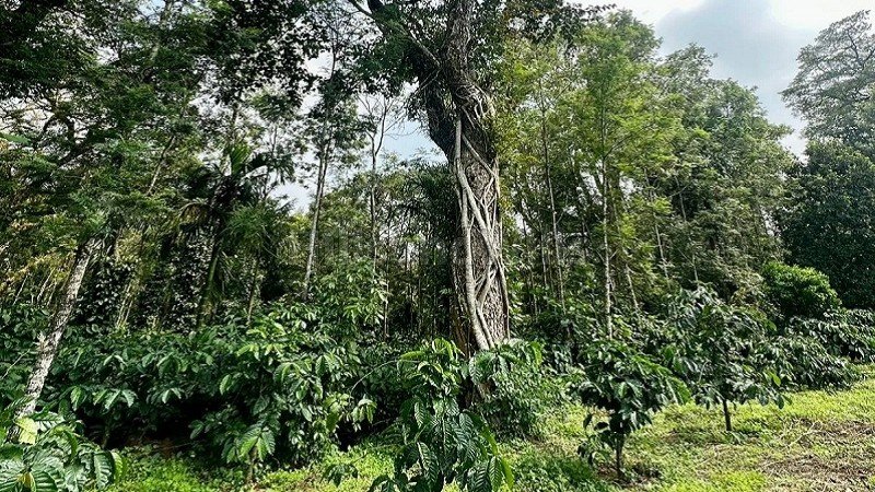 ₹3.40 Cr | 4 acres coffee estate for sale  in somwarpet coorg