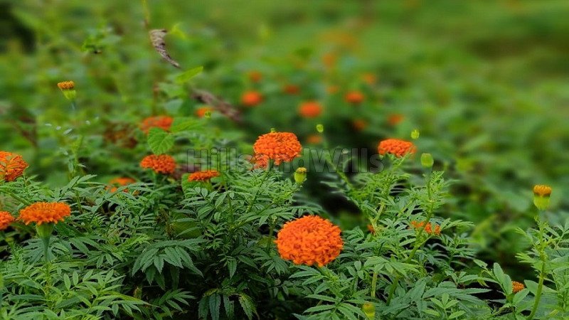 ₹30 Lac | 60 cents agriculture land for sale  in kottathara wayanad