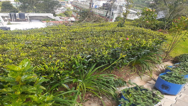 ₹2.50 Cr | 4bhk independent house for sale in apple bee estate coonoor