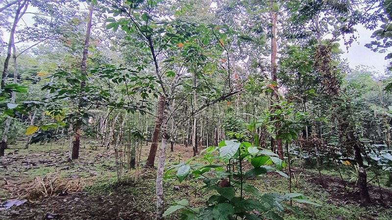 ₹35 Lac | 1 acres residential plot for sale  in pulpally wayanad