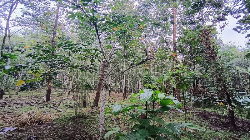 ₹35 Lac | 1 acres residential plot for sale in pulpally wayanad